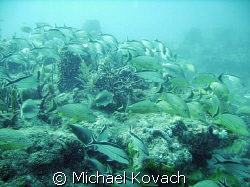Fish on the third reef line off of Fort Lauderdale by Michael Kovach 